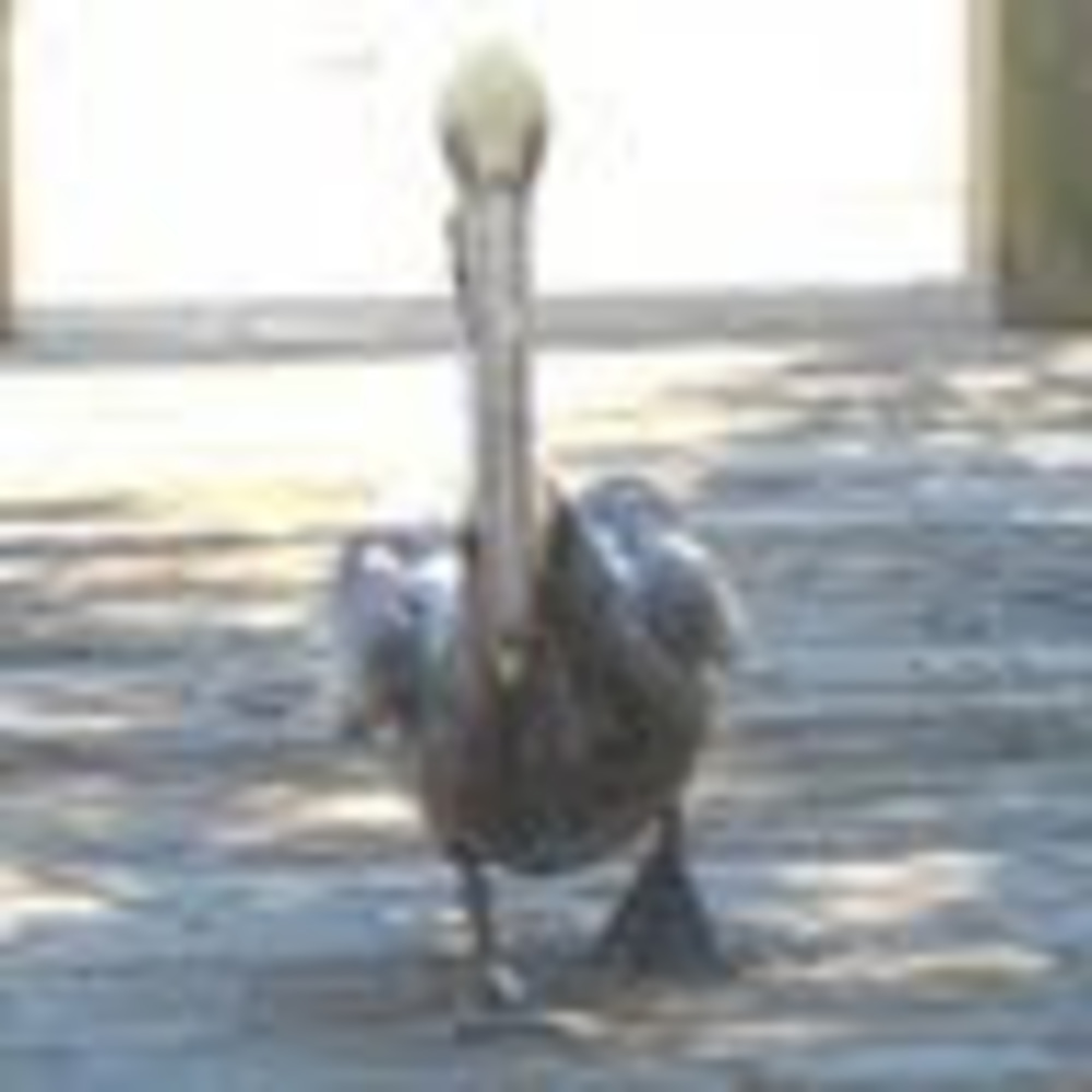 Meet your Posher, Rosalee